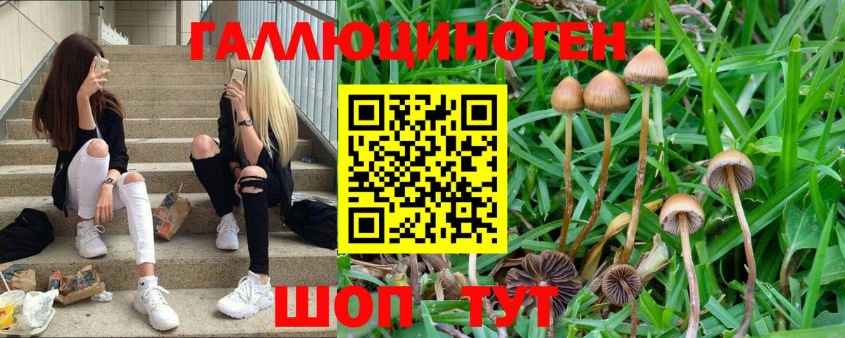 Галлюциногенные грибы Cubensis Курчалой
